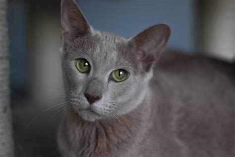 Oriental Shorthair Fawn Suspiria Rosamund Siamese And Osh Cattery