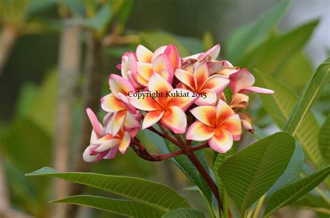 Check spelling or type a new query. Fireblast- Deep Discount - Brad's Buds and Blooms