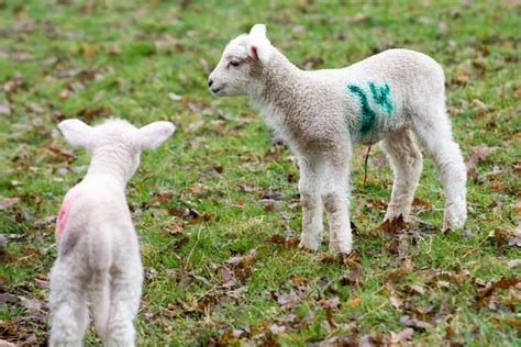 Baby Lamb In Field In Spring During Lambing Season Stock Image Image