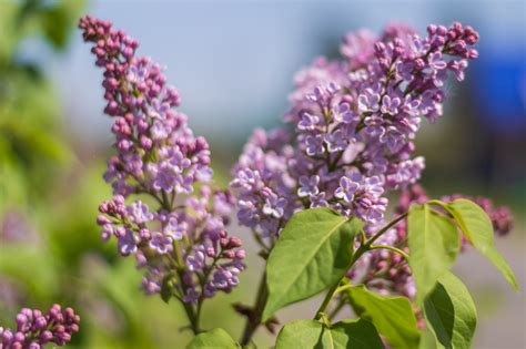 May Spring Lilac Free Photo On Pixabay