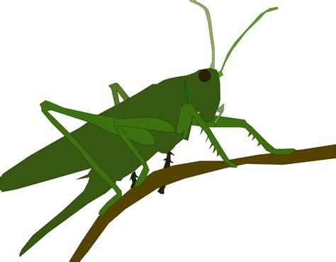 Grasshopper Clipart Free Download Transparent Png Creazilla