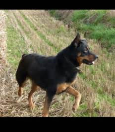 It results from the crossing of a purebred german shepherd dog (gsd) with a purebred rottweiler. female rottweiler/german shepherd cross missing in ...