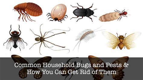 Common Household Pests Cheap Buy Save 63 Jlcatjgobmx