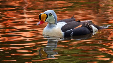 Es ist eine große, massig wirkende meerente, die an der arktischen küste des atlantiks und des pazifiks lebt. Eiderente 001 Foto & Bild | natur, farben, tiere Bilder ...