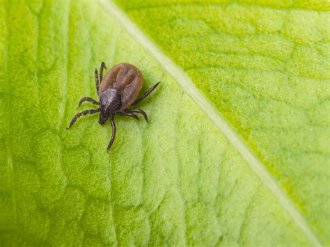 Ticks Vs Bed Bugs Differences And Similarities American Homeowners