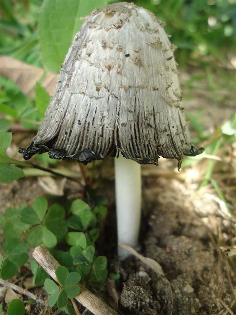 X Mas Stroll Mushroom Hunting And Identification Shroomery Message