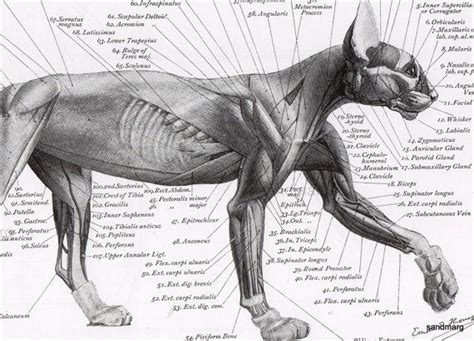 Cat Anatomy Muscles 1896 Reprint Ernest Thompson Seton Verso Dog And