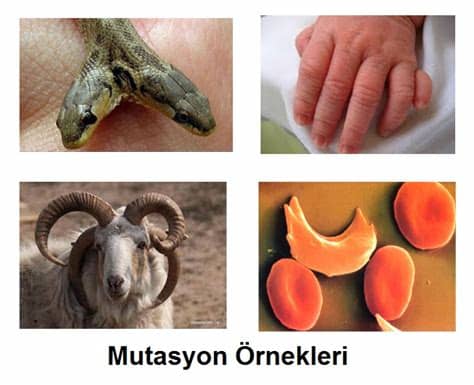 Mutasyona sahip bir organizma ise mutant olarak adlandırılır. 8.Sınıf Mutasyon ve Modifikasyon Konu Anlatımı - fenbilim.net