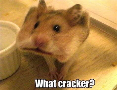 Pin By Heidi Minton On Animals Funny Hamsters Cute Hamsters Cute Funny Animals