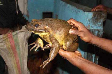 World's largest frog builds its own ponds using heavy ...