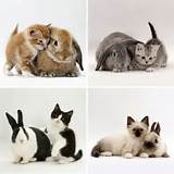kits/bunnies