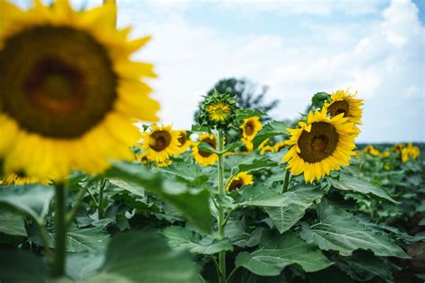 20 Sunflower Pictures Hq Download Free Images On Unsplash