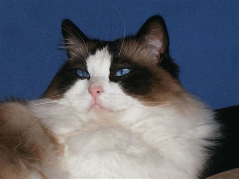 17 Best Images About Bicolor Ragdolls On Pinterest Cats