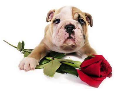 Valentines Puppys Wallpapers Wallpaper Cave