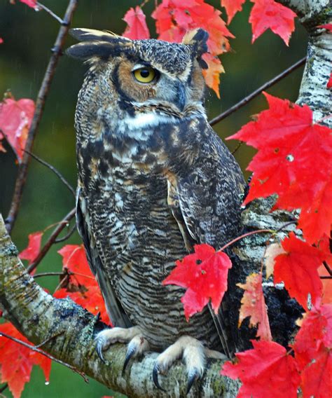 Great Horned Owl In Fall Birdnote