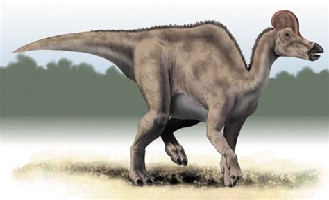 Leukste kinderliedjes 30.874 views3 year ago. Corythosaurus