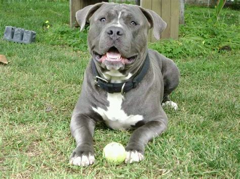 Blue Nose Pitbull Dogs Pinterest Beautiful Beauty