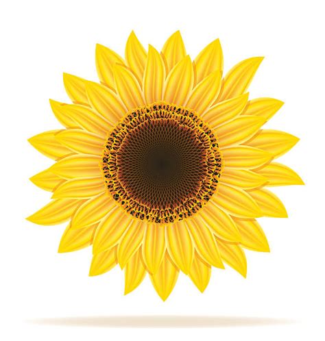 Clip Art Of A Sunflowers Growing Illustrations Royalty