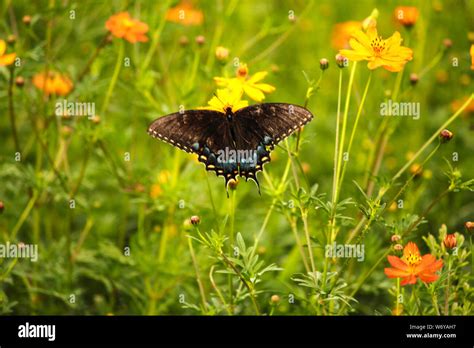 Beautiful Swallowtail Butterfly Feeding From A Wildflower Stock Photo