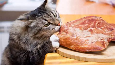 Can Cats Eat Raw Meat What Is The Best Meal For Your Feline Friend