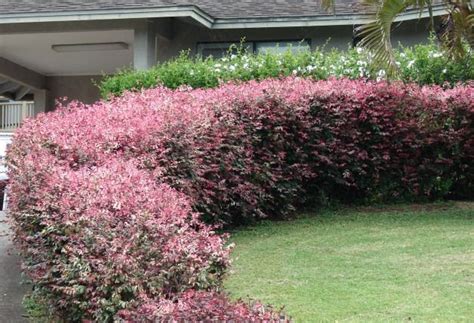 Receive the latest inspiration and advice. Foliage Plant | The Lovely Plants - Part 4 | Hedges ...