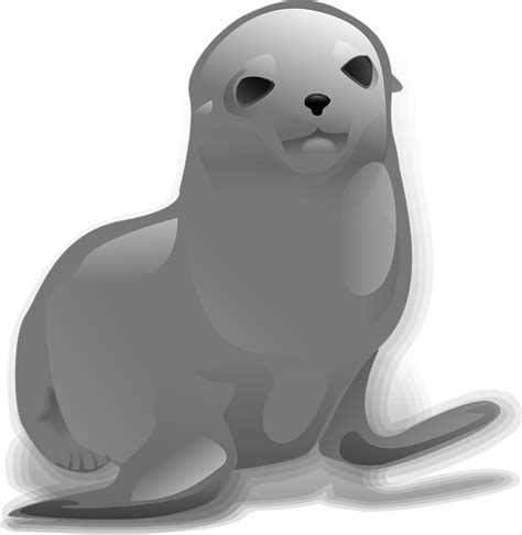 Harbor Seal Transparent Image Png Play