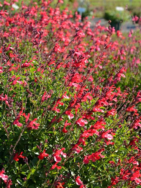 Salvia Arctic Blaze Red Bluestone Perennials