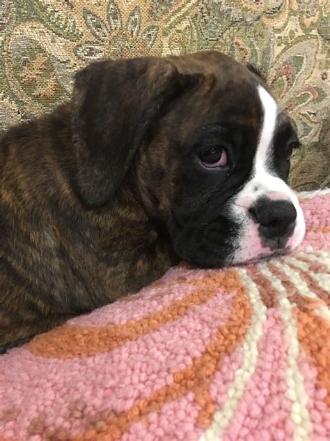 Boxer Brindle Puppy Baby Boxer Puppies Boxer Dog Breed Boxer Dogs