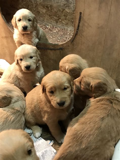 For dog lovers living in the southeastern part of michigan, walnut grove goldens is one of the best breeders in town. Golden Retriever Puppies For Sale | Holland, MI #289748