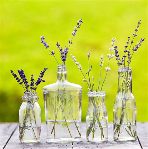 Tips For Growing Cooking And Decorating With Lavender Midwest Living