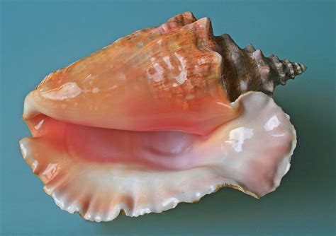 Pin By Achim Baum On Seashells Sealife Sea Shells Large Sea Shells
