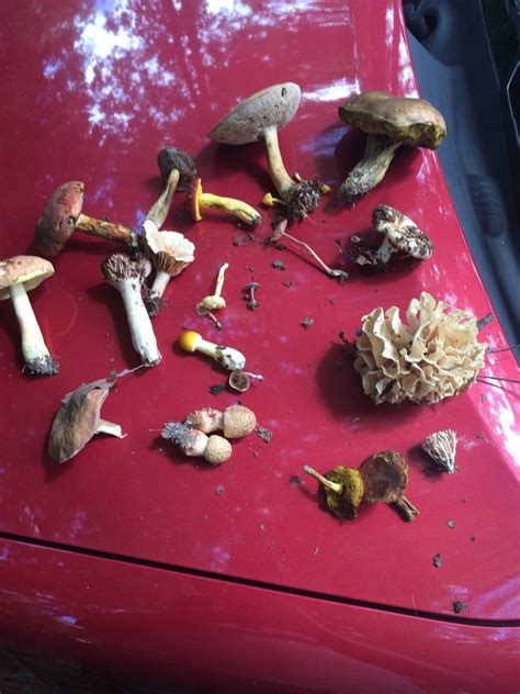 Some More Kentucky Id Mushroom Hunting And