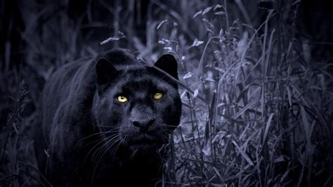 Black Panther Animal Wallpapers Wallpaper Cave