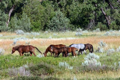 Wild Horses Of Trnp Arlineology Flickr