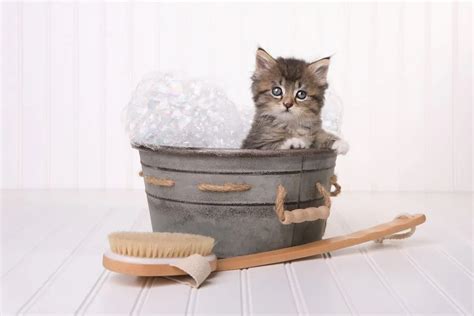 How To Bathe A Cat 9 Easy Steps To Give Your Cat A Bath
