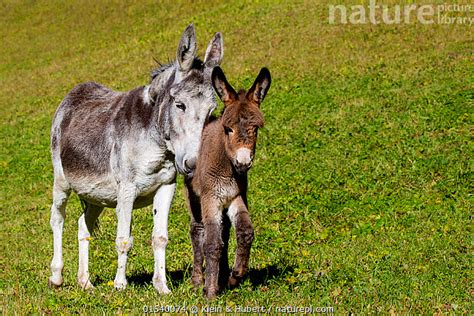 Stock Photo Of Domestic Domestic Donkey And Foal Equus Africanus