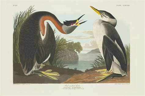 John James Audubon Creator Of The Birds Of America Book Natural