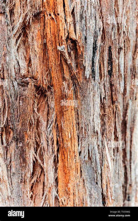 Stringy Bark Tree Rough Surface Stock Photo Alamy