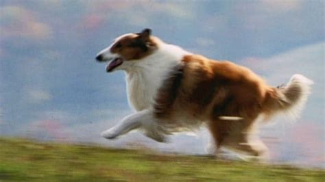 Lassie 1994 Original Trailer Hq Youtube