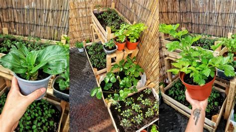 This requires some thought, so spend a bit of someone who has spent years vegetable gardening in your area will be the most valuable resource you can find. HOW TO START APARTMENT INDOOR GARDEN ZERO WASTE STYLE ...