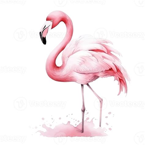 Watercolor Pink Flamingo Isolated 27124204 Png