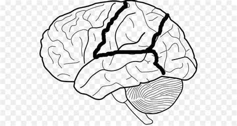 Brain Diagram Outline