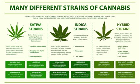 Cannabis Plant Overview Think About Cannabis