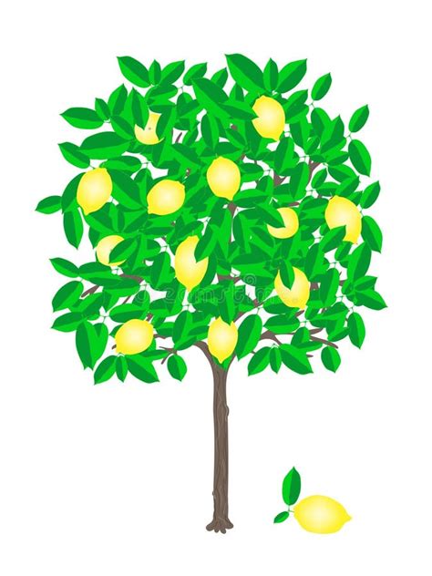 Lemon Tree Stock Illustrations 13934 Lemon Tree Stock Illustrations