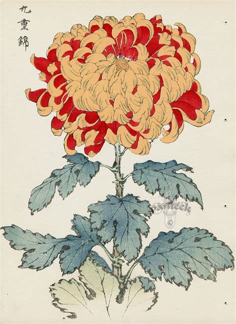 From Art Of The Japanese Chrysanthemum Chrysanthemum Drawing Japanese