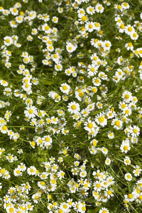 Chamomile Flower Stock Photo Image Of Nature Detail 72856362