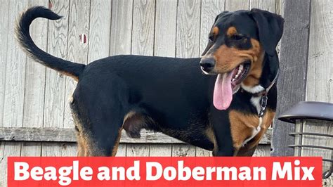 Beagle And Doberman Pinscher Beagleman A Complete Guide On This Mix