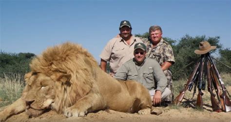 Afrique Du Sud Des Lions Délevage Chassés Puis Vendus Pour Leurs Os