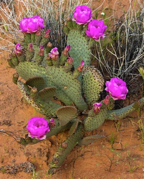 Pin By Kristin Cline On Cactus Sculpture Prickly Pear Cactus Cactus
