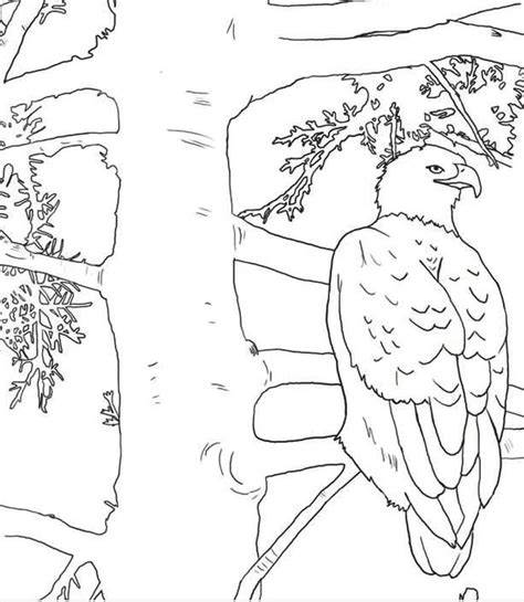 Bald Eagle Coloring Pages Free Printable Coloring Pages For Kids